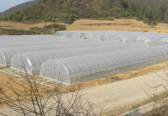 Serra a pellicola singola con ventilazione laterale e a tetto per la coltivazione di pomodori