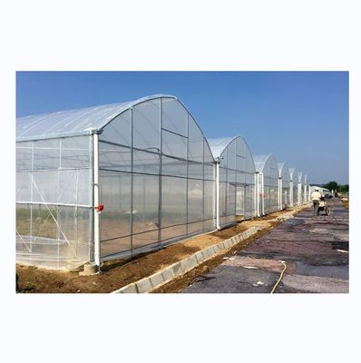 Soluzione chiavi in mano per la coltivazione idroponica di pomodori agricoli