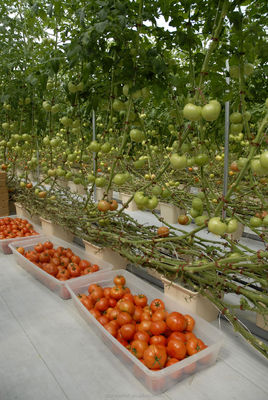 Soluzione chiavi in mano per la coltivazione idroponica di pomodori agricoli